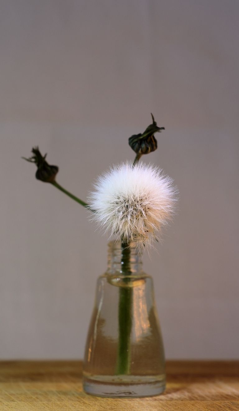 A close-up of a dandelion puff in a clear bottle on a wooden surface, indoors.