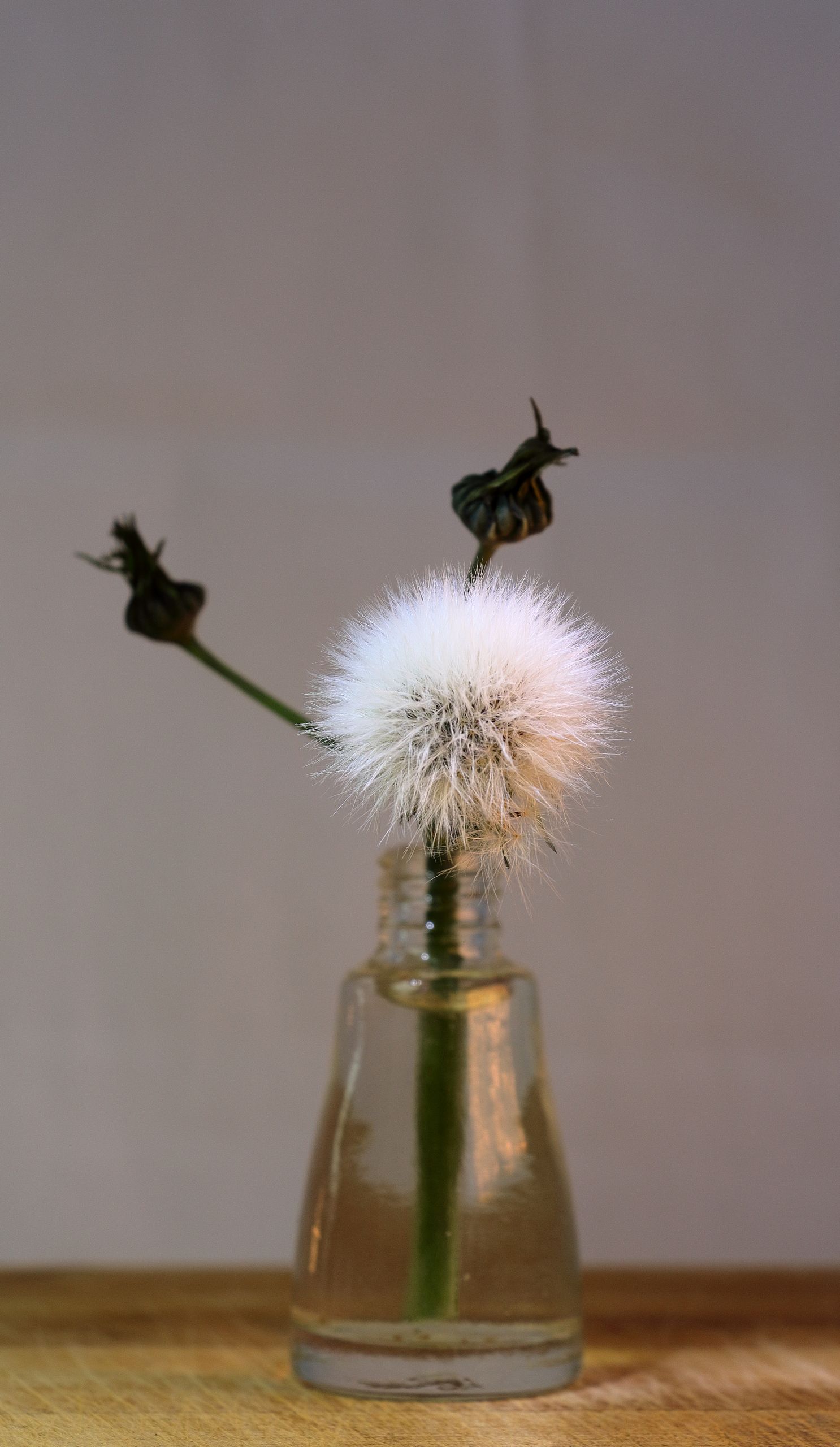 A close-up of a dandelion puff in a clear bottle on a wooden surface, indoors.